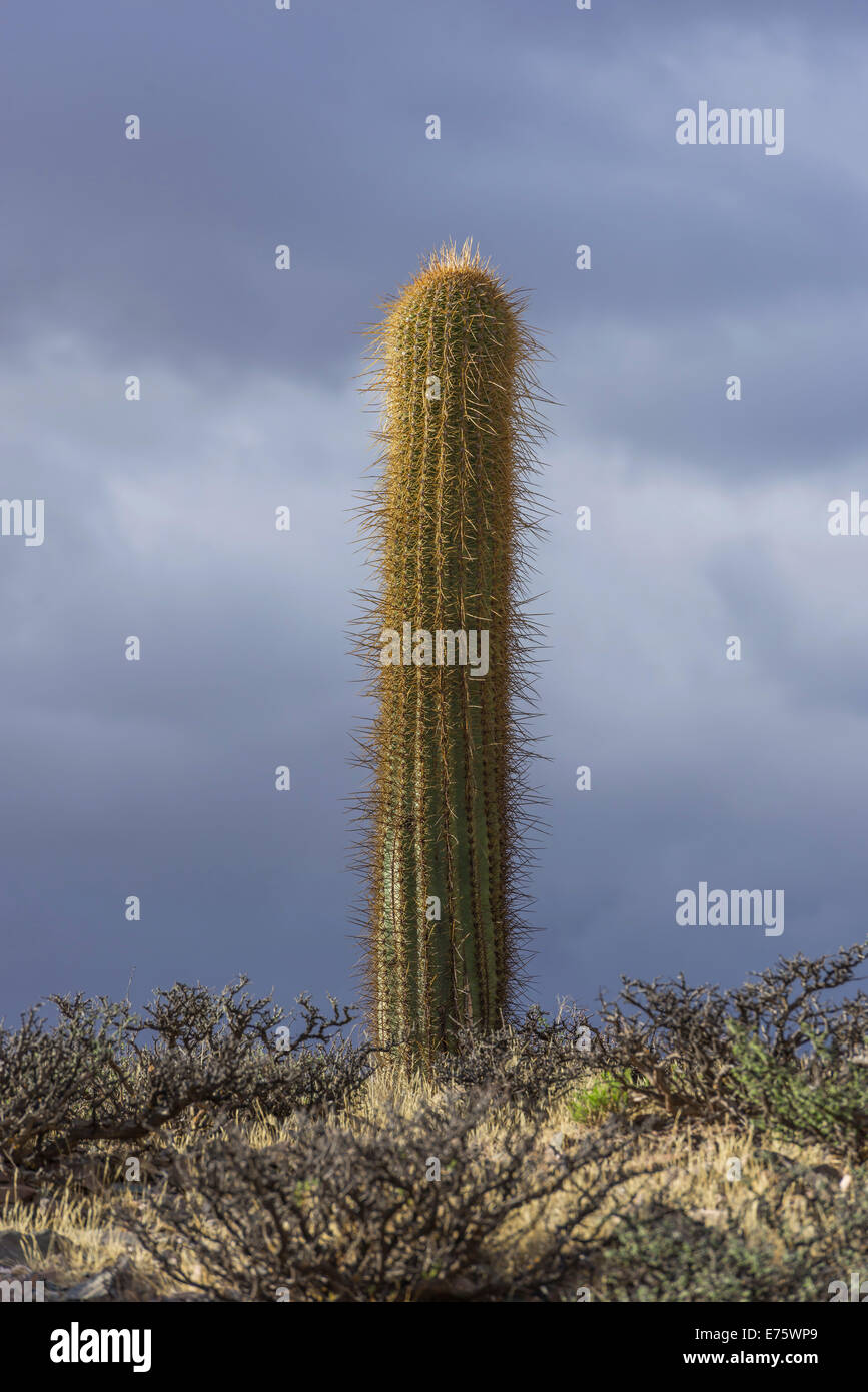 Echinopsis atacamensis cactus sulla platea, cachi, salta, argentina Foto Stock