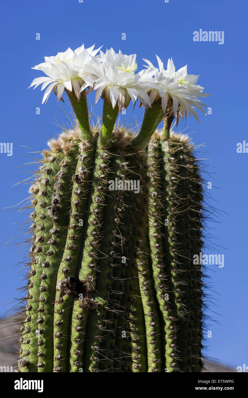 Blooming echinopsis chiloensis cactus, la Rioja, argentina Foto Stock