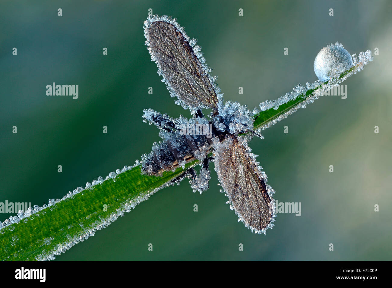 Marzo Fly o San Marco a volare (Bibio), con brina dei cristalli di ghiaccio, Hesse, Germania Foto Stock