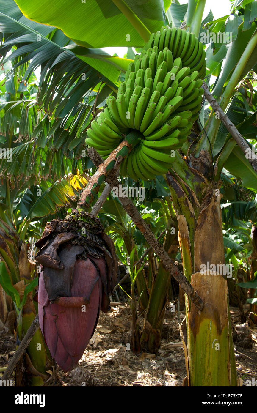 Piante di banana, la Palma Isole Canarie Spagna Foto Stock