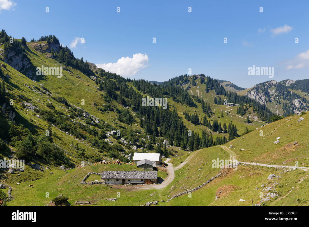 Kleintiefental pascolo alpino, Mt Taubensteinhaus sul retro, Spitzingsee lago, montagna Mangfall, Alta Baviera, Baviera Foto Stock