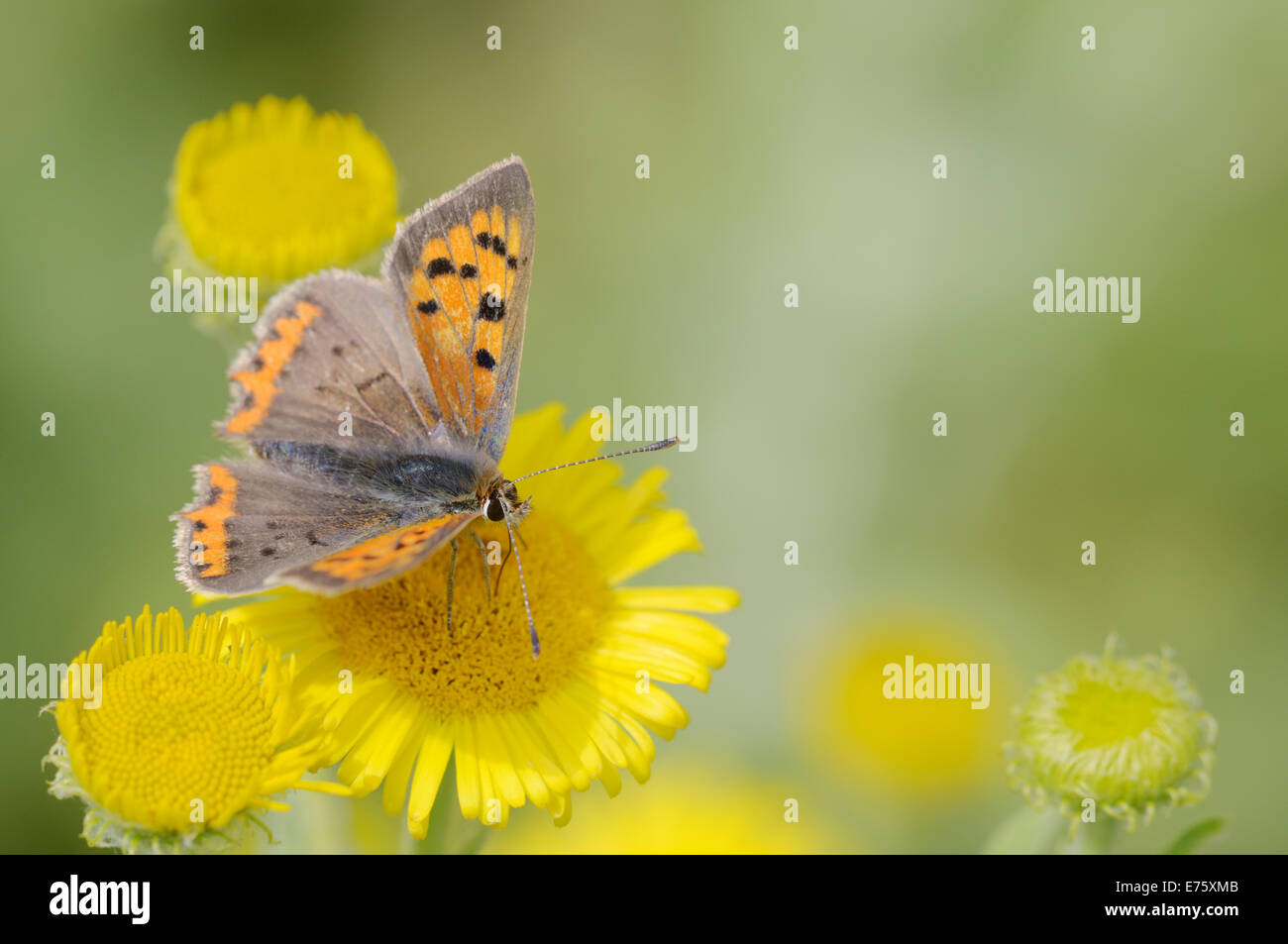 Lycaena phlaeas, piccolo rame alimentazione a farfalla sul fiore Fleabane, Wales, Regno Unito. Foto Stock