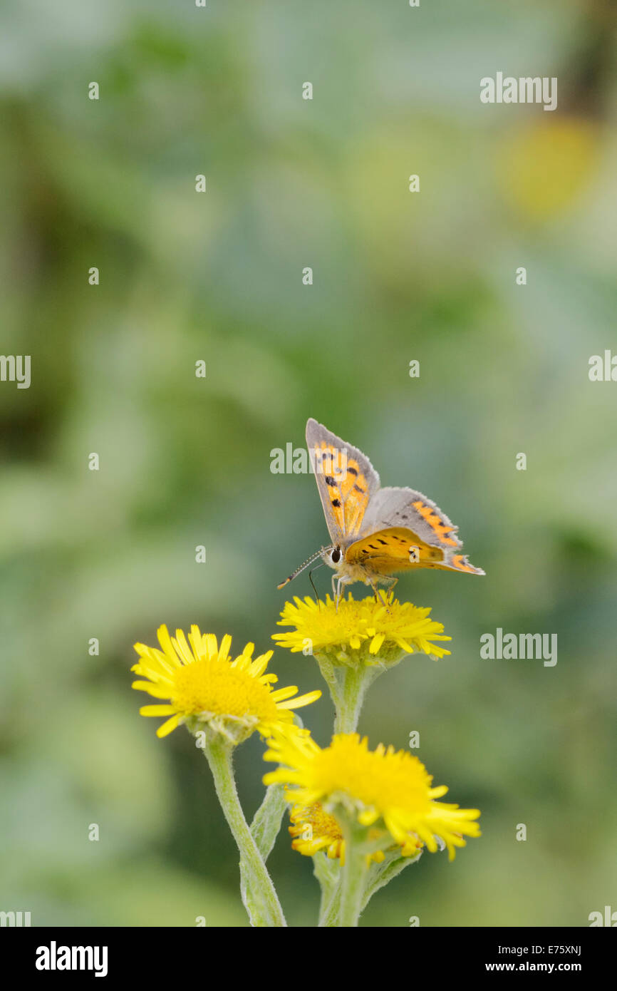 Lycaena phlaeas, piccolo rame alimentazione a farfalla sul fiore Fleabane, Wales, Regno Unito. Foto Stock