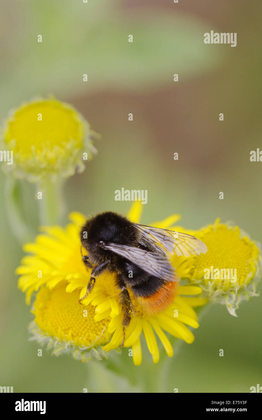 Bombus lapidarius, Red Tailed Bumble Bee alimentazione su Fleabane fiori, Wales, Regno Unito. Foto Stock