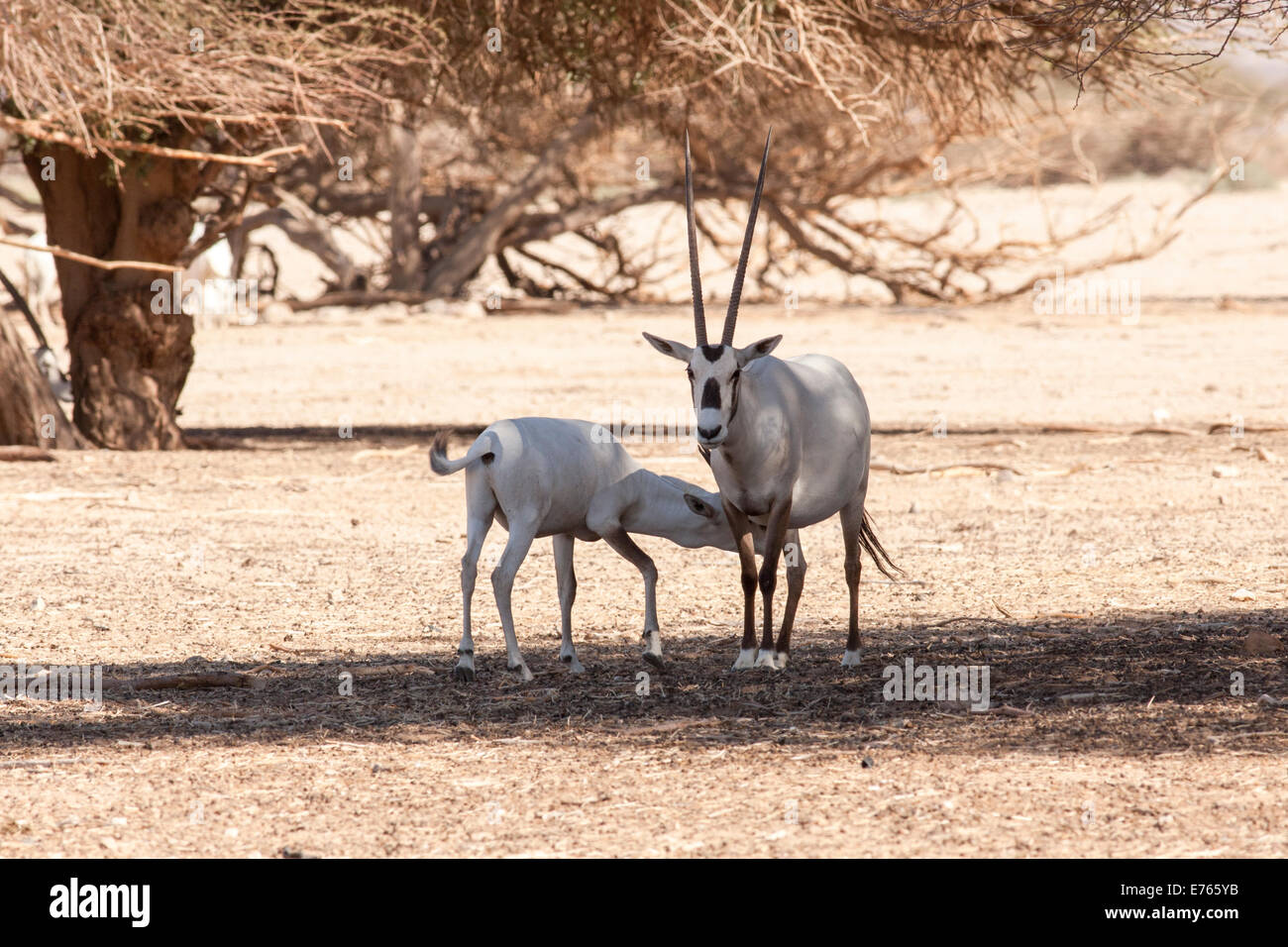 Un Arabian Oryx (Oryx leucoryx). L'Arabian oryx è un bianco grande antilope, quasi del tutto estinta nel selvaggio di diversi gruppi di ha Foto Stock