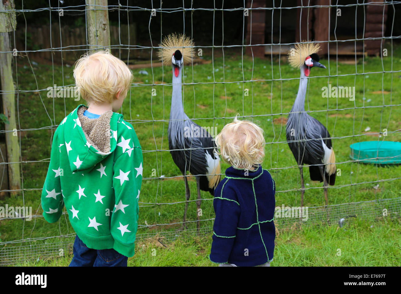Due ragazzi guardando due gru coronata, incredibili animali, Heythrop Zoo Foto Stock