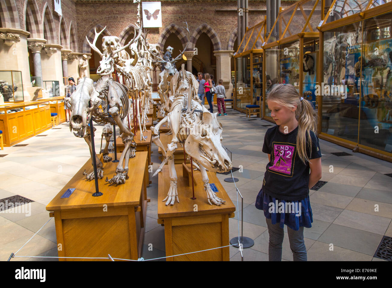 Scheletri di animali esposti in una fila all'interno del Museo di Storia Naturale di Oxford, Oxfordshire, Regno Unito Foto Stock