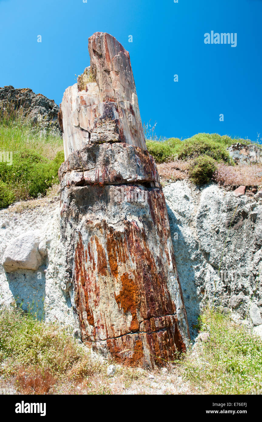 Un albero pietrificato sull isola di Lesbo,Grecia. Foto Stock