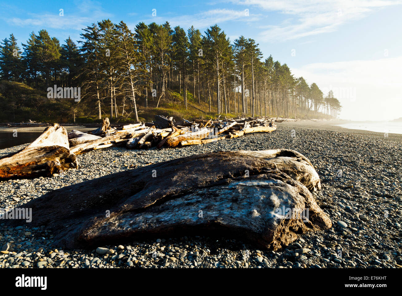 Driftwood e albero linea Ruby Beach, Parco Nazionale di Olympic Washington Foto Stock