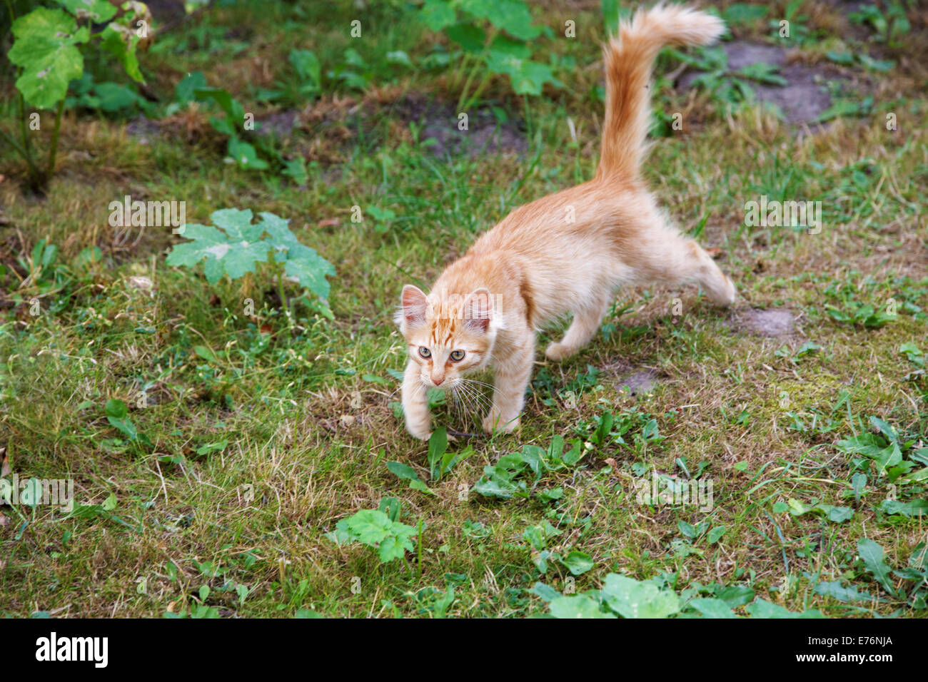 La caccia gatto rosso tra un'erba Foto Stock