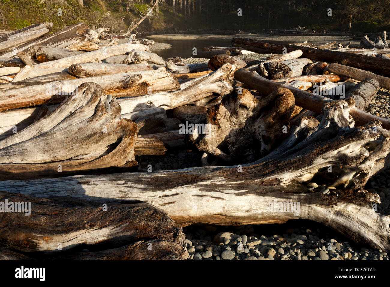 Driftwood allineate su Ruby Beach, Parco Nazionale di Olympic Washington Foto Stock