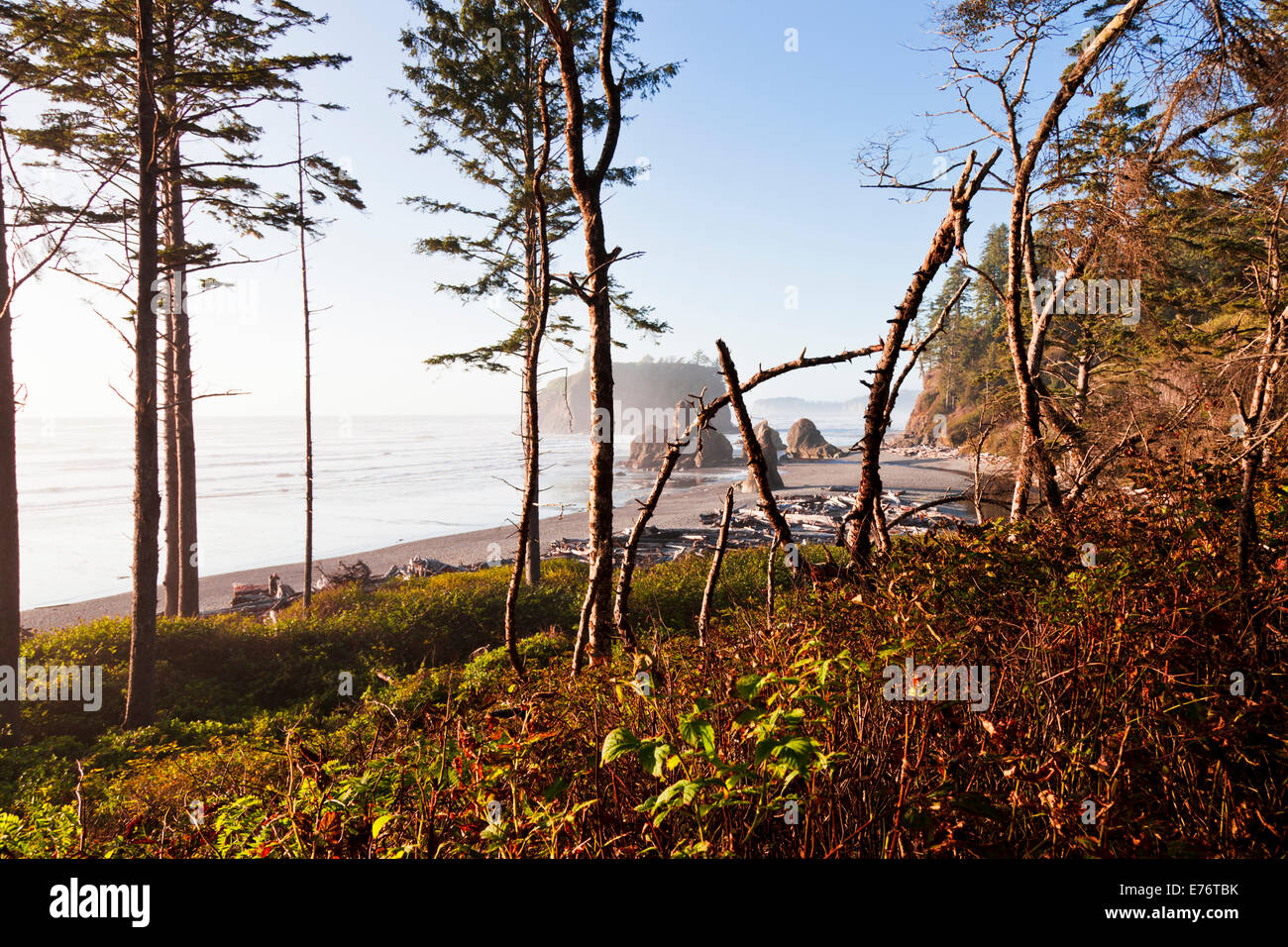 Linea di albero sopra Ruby Beach, Parco Nazionale di Olympic Washington Foto Stock