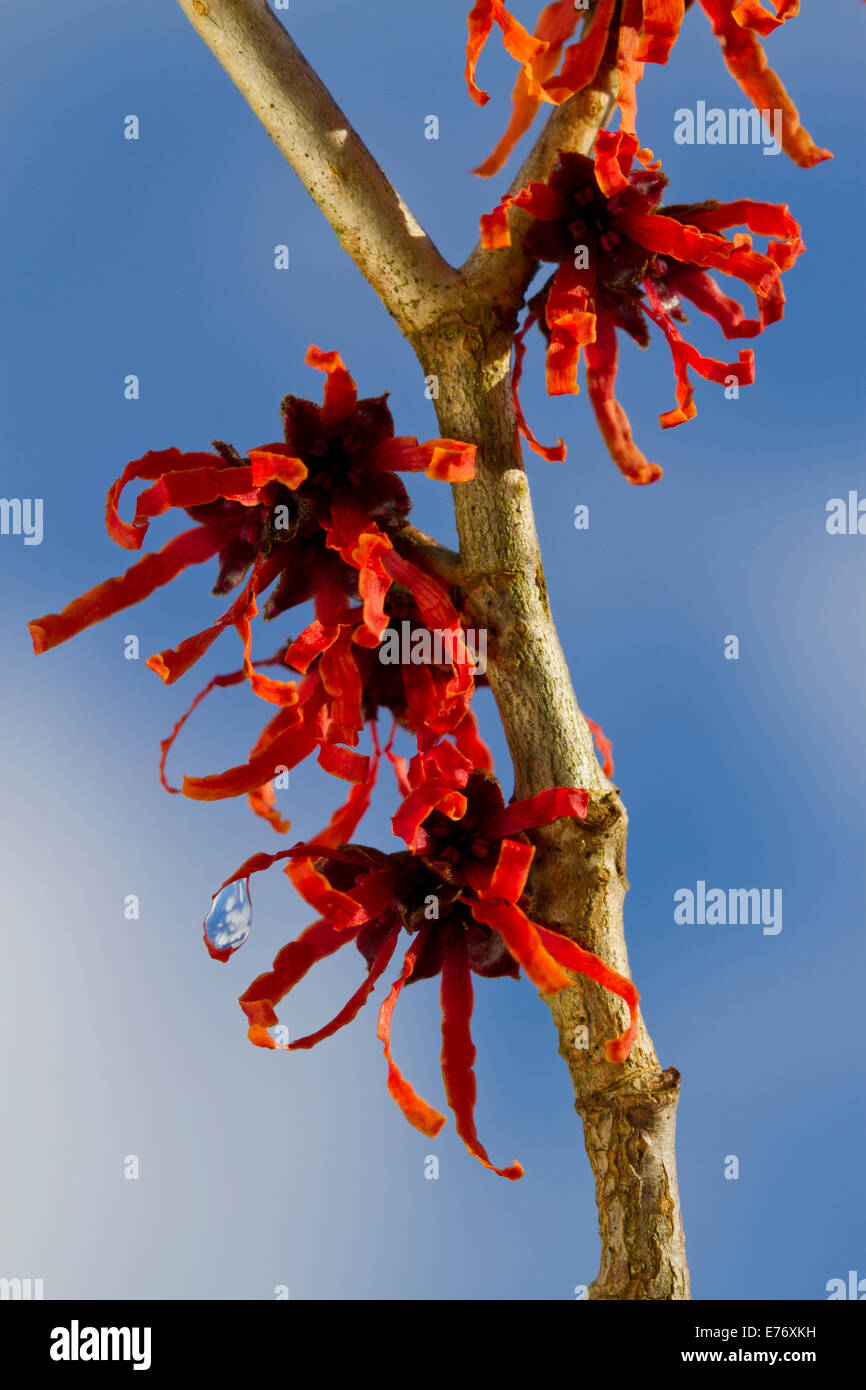 Fiori su un ibrido amamelide Hamamelis x intermedia . Giardino arbusto, POWYS, GALLES. Febbraio. Foto Stock