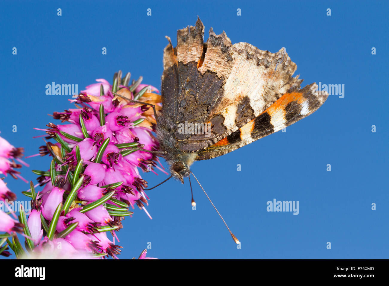 Piccola Tartaruga butterfly (Aglais urticae) alimentazione in inverno-fioritura di erica Erica x darleyensis in un giardino. La contea di Powys. Foto Stock