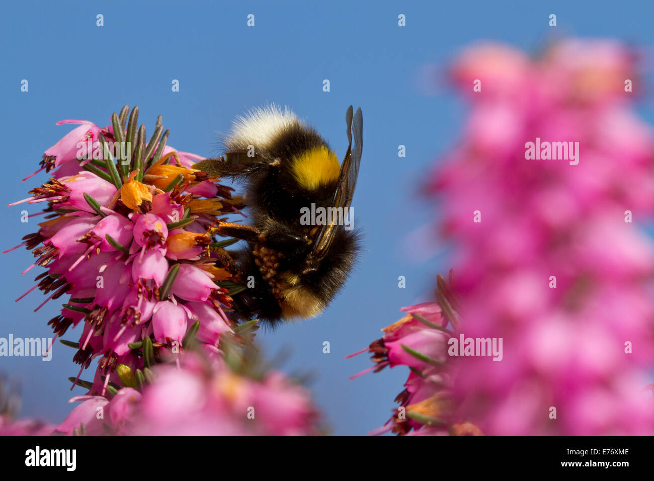 White-tailed Bumblebee (Bombus terrestris) queen alimentazione in inverno-fioritura di erica Erica x darleyensis in un giardino. Foto Stock