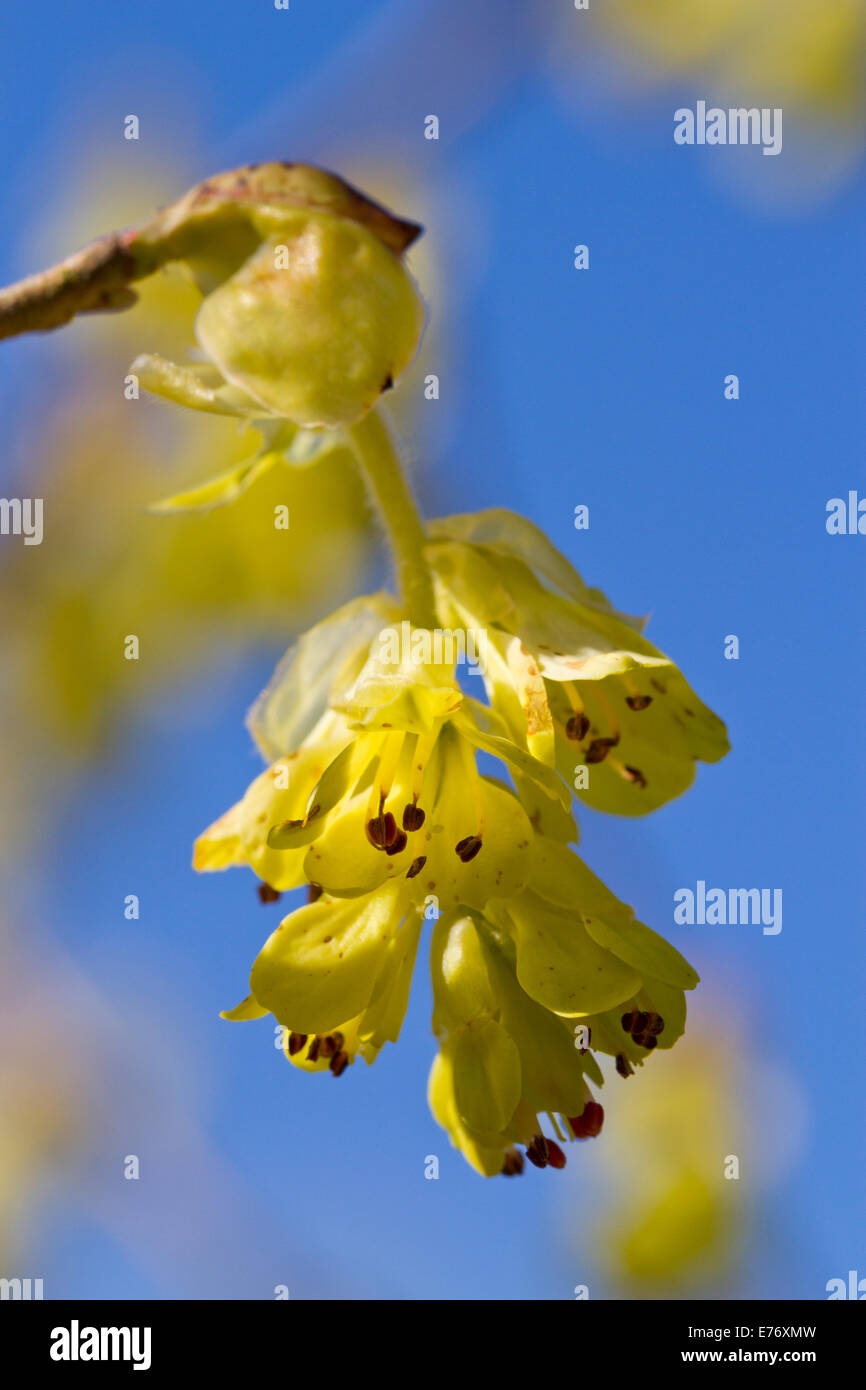 Inverno Hazel (Corylopsis sp.) fioritura in un giardino. Carmarthenshire, Galles. Marzo. Foto Stock
