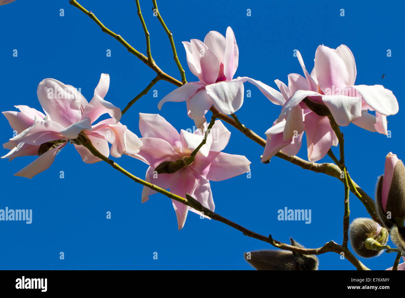 Magnolia (Magnolia sp.) 'Marca giuria' fioritura. Carmarthenshire, Galles. Marzo. Foto Stock