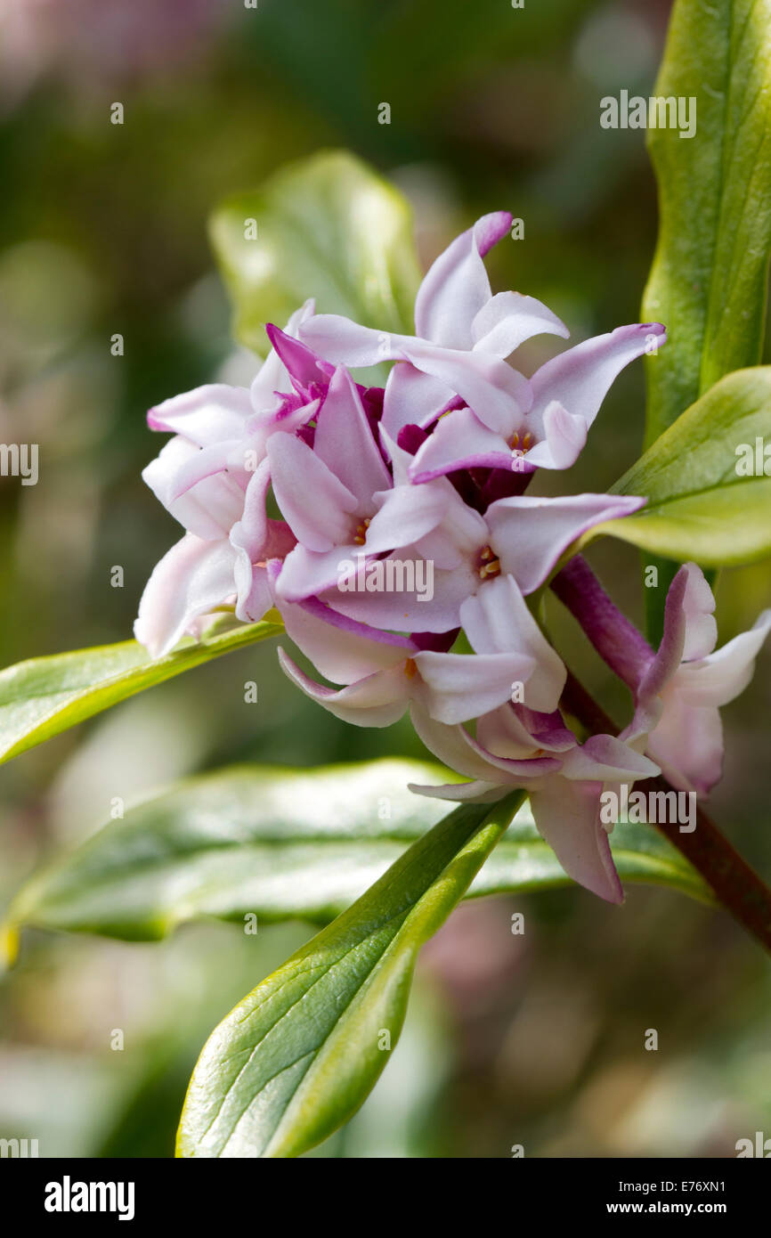 Daphne bholua fioritura in un giardino. Herefordshire, Inghilterra. Marzo. Foto Stock