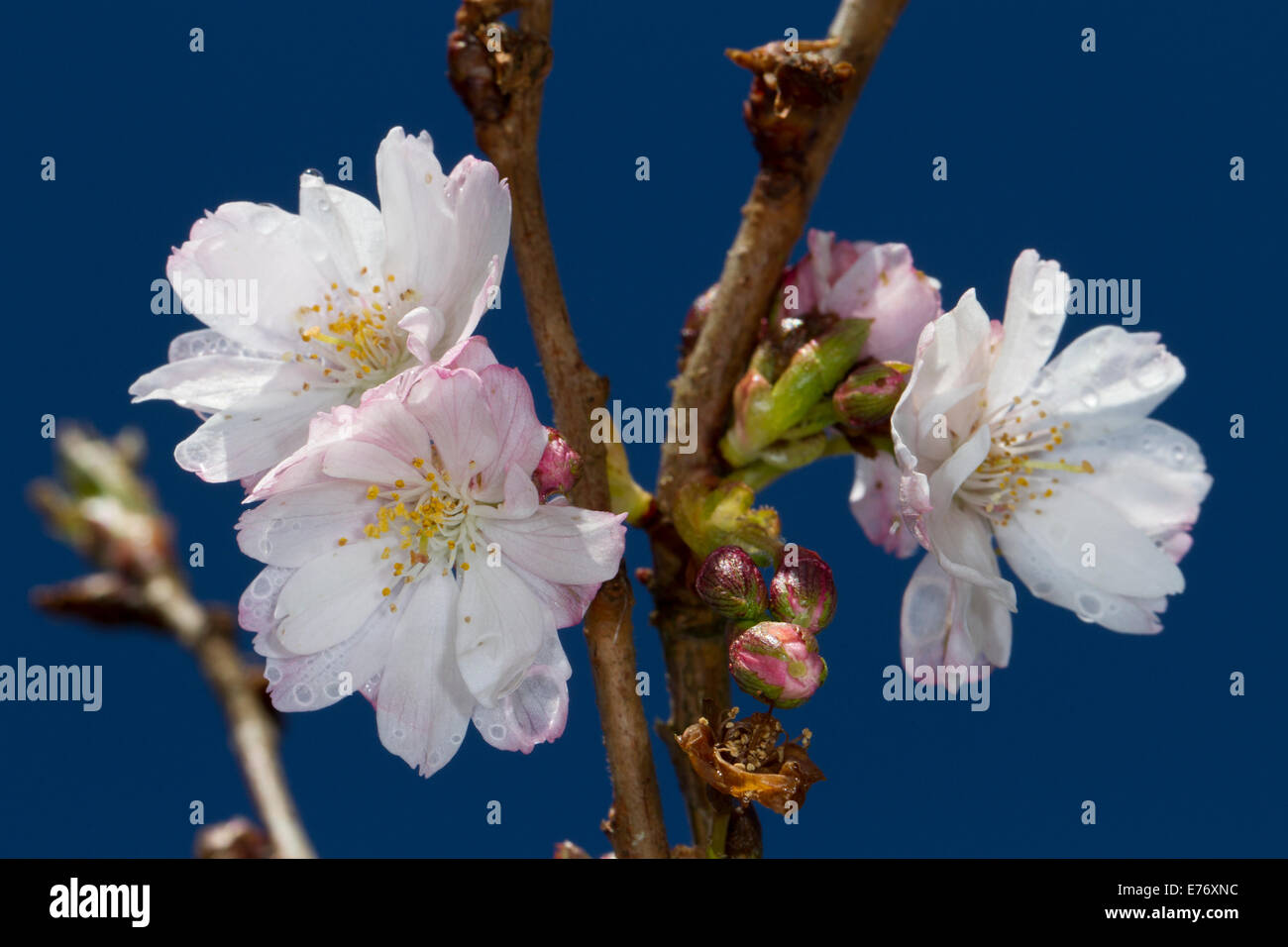 Giapponese ciliegia flowering 'Shirofugen' (Prunus sp.) fiori su un ramo. Powys, Galles. Aprile. Foto Stock
