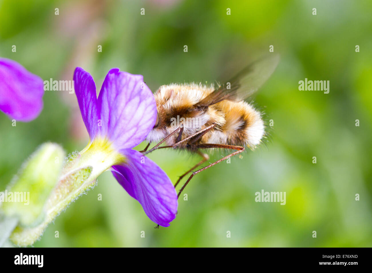 Bee-fly (Bombylius major) adulto alimentazione su un fiore aubretia in un giardino. Sussex, Inghilterra. Aprile. Foto Stock