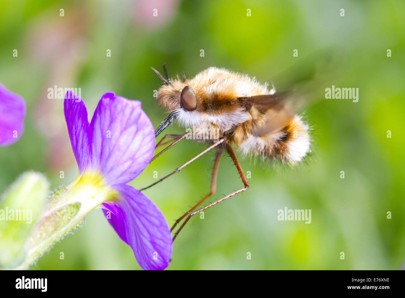 Bee-fly (Bombylius major) adulto alimentazione su un fiore aubretia in un giardino. Sussex, Inghilterra. Aprile. Foto Stock
