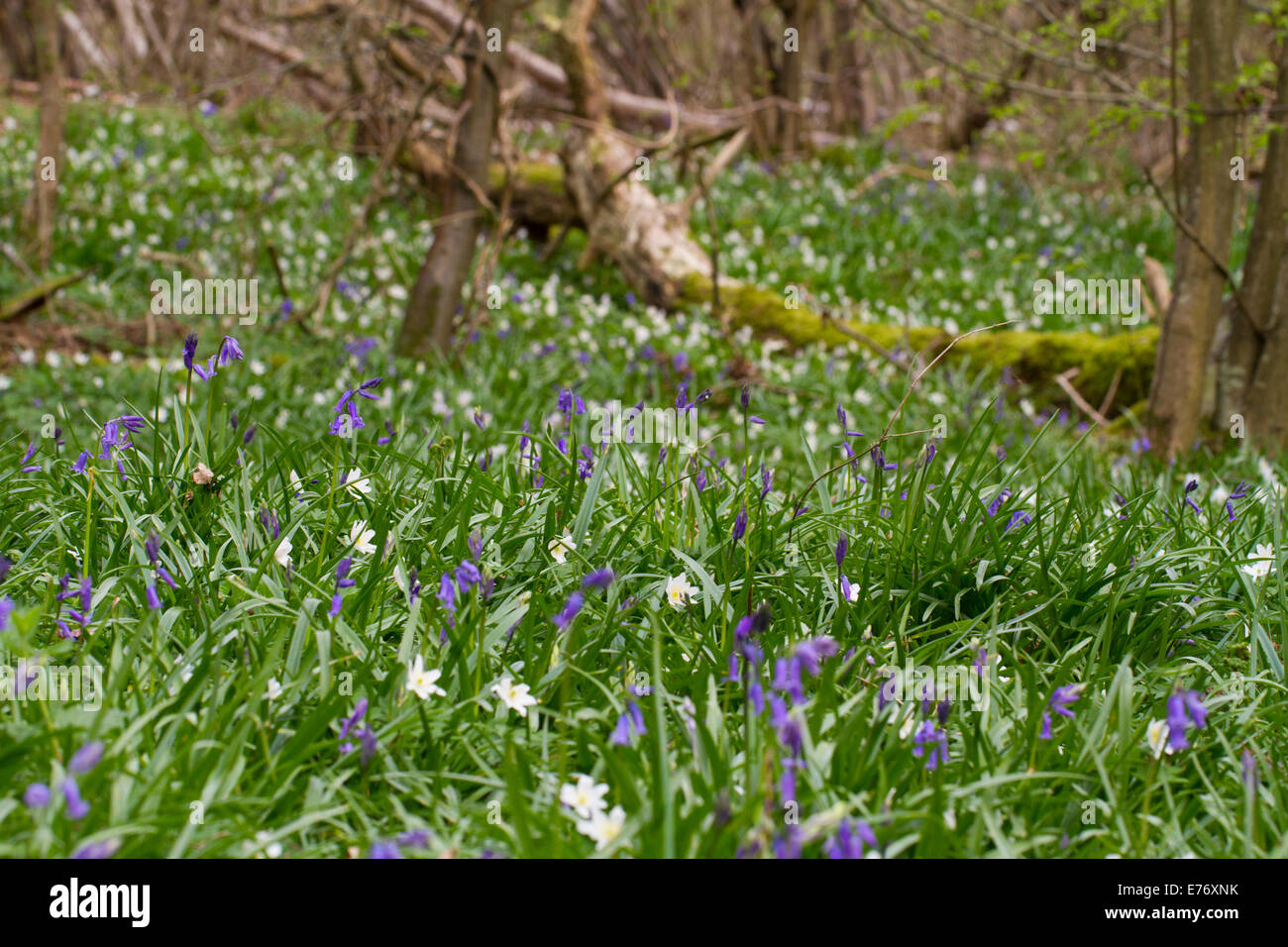 (Bluebell Hyacinthoides non scripta) fioritura. Costells legno, Scaynes Hill, Sussex. Un bosco di fiducia del legno. Foto Stock
