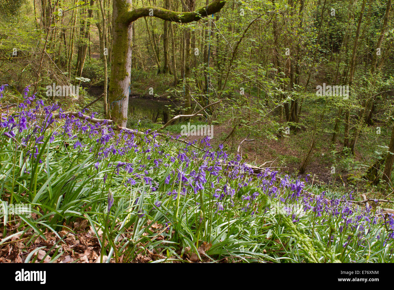 (Bluebell Hyacinthoides non scripta) fioritura. Costells legno, Scaynes Hill, Sussex. Un bosco di fiducia del legno. Foto Stock