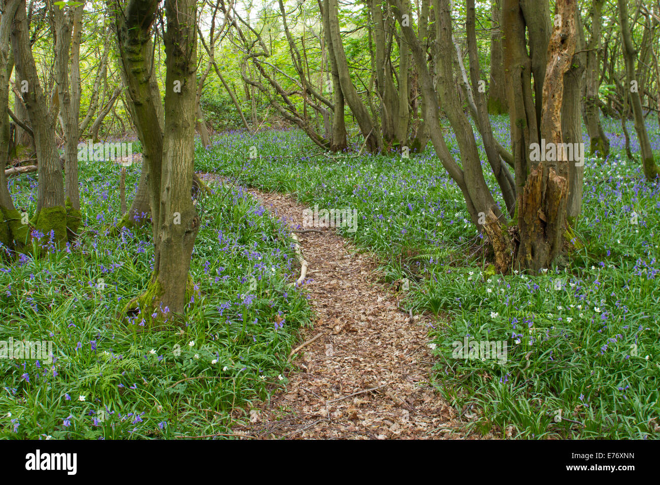(Bluebell Hyacinthoides non scripta) fioritura in un carpino bianco (Carpinus betulus) bosco ceduo. Costells legno, Scaynes Hill, Sussex. Un Foto Stock