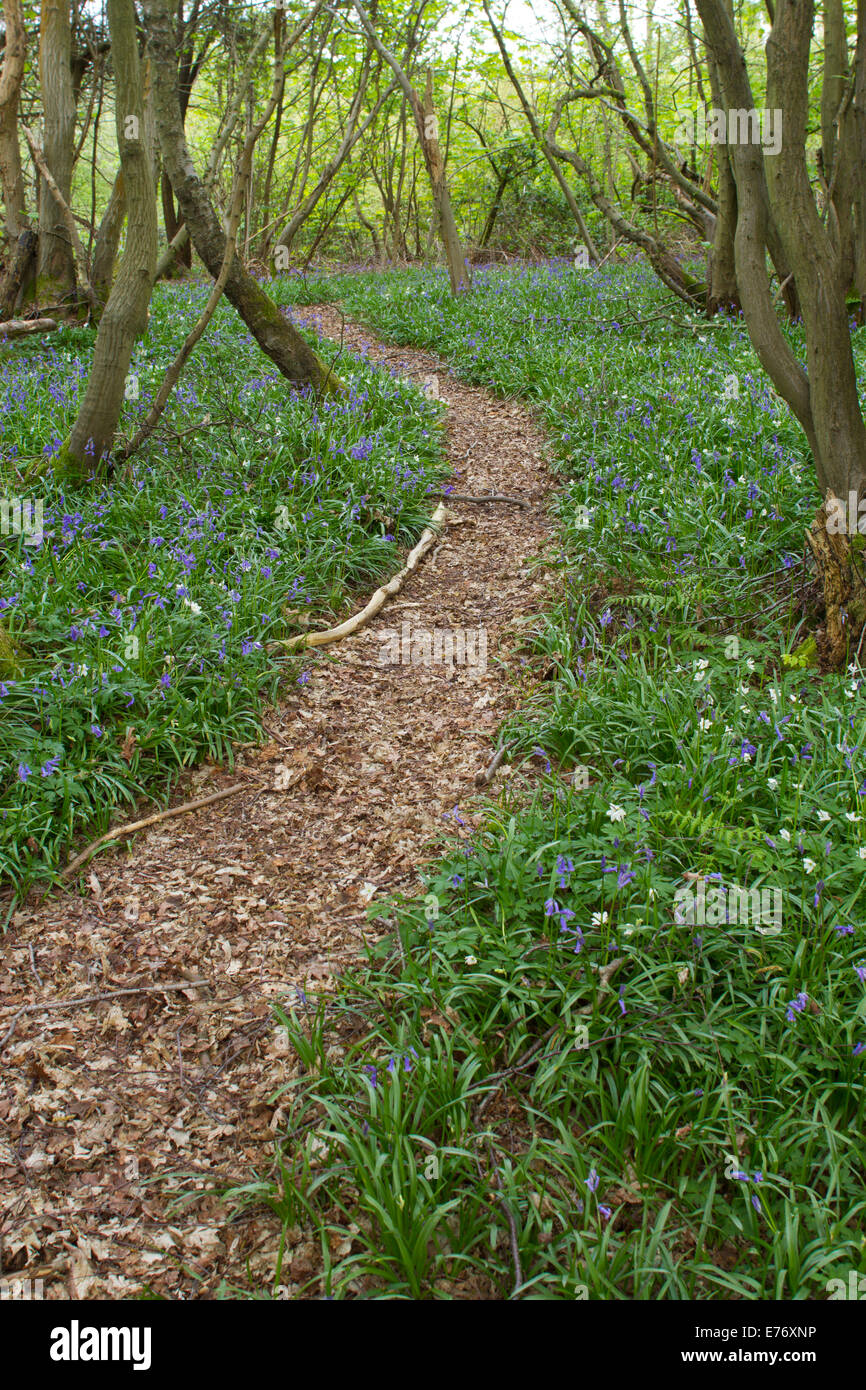 (Bluebell Hyacinthoides non scripta) fioritura in un carpino bianco (Carpinus betulus) bosco ceduo. Costells legno, Scaynes Hill, Sussex. Foto Stock