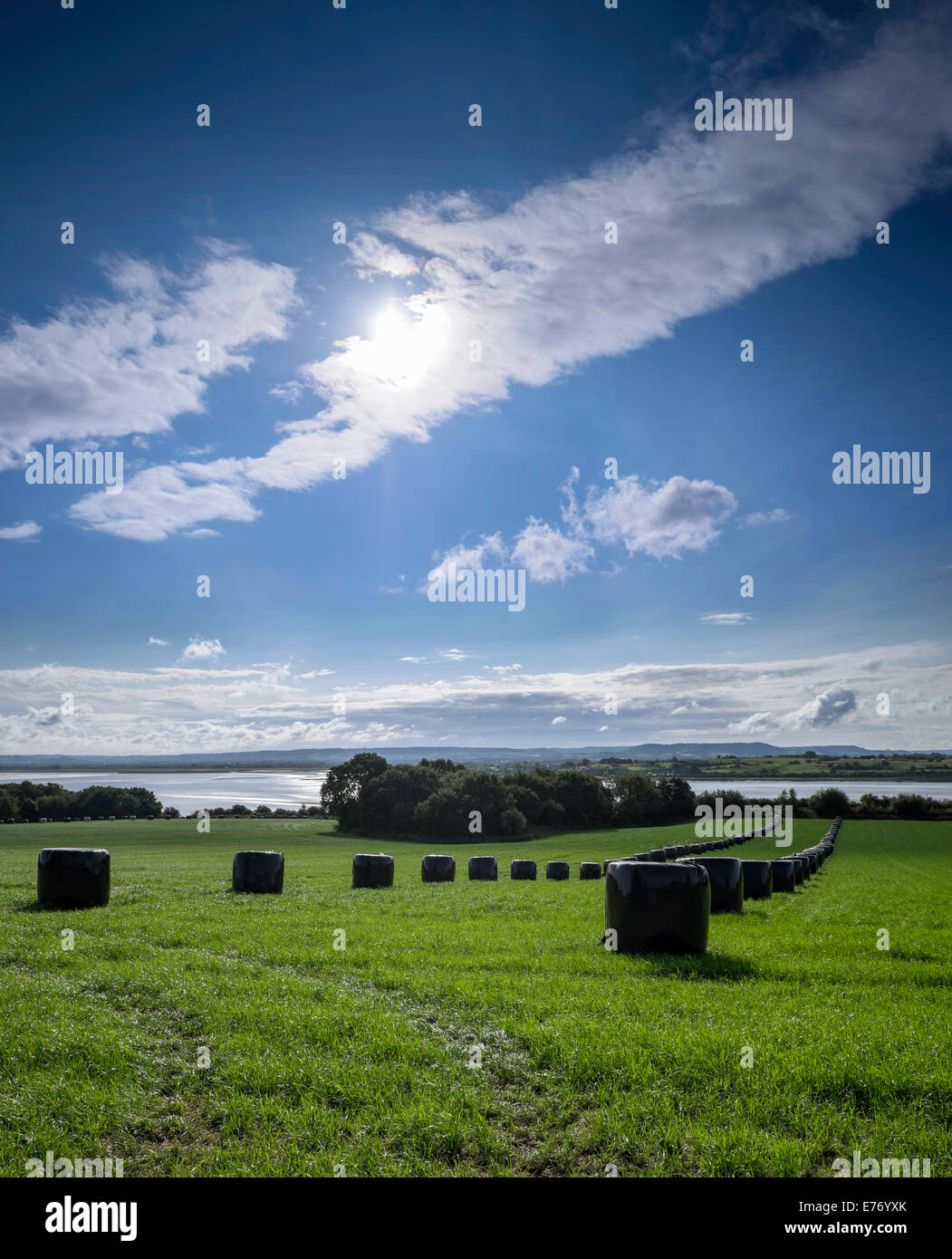 Campo con balle avvolte in campo sulla riva del fiume Severn, Gloucestershire England Regno Unito.balle avvolte in plastica nera per mangimi. Foto Stock