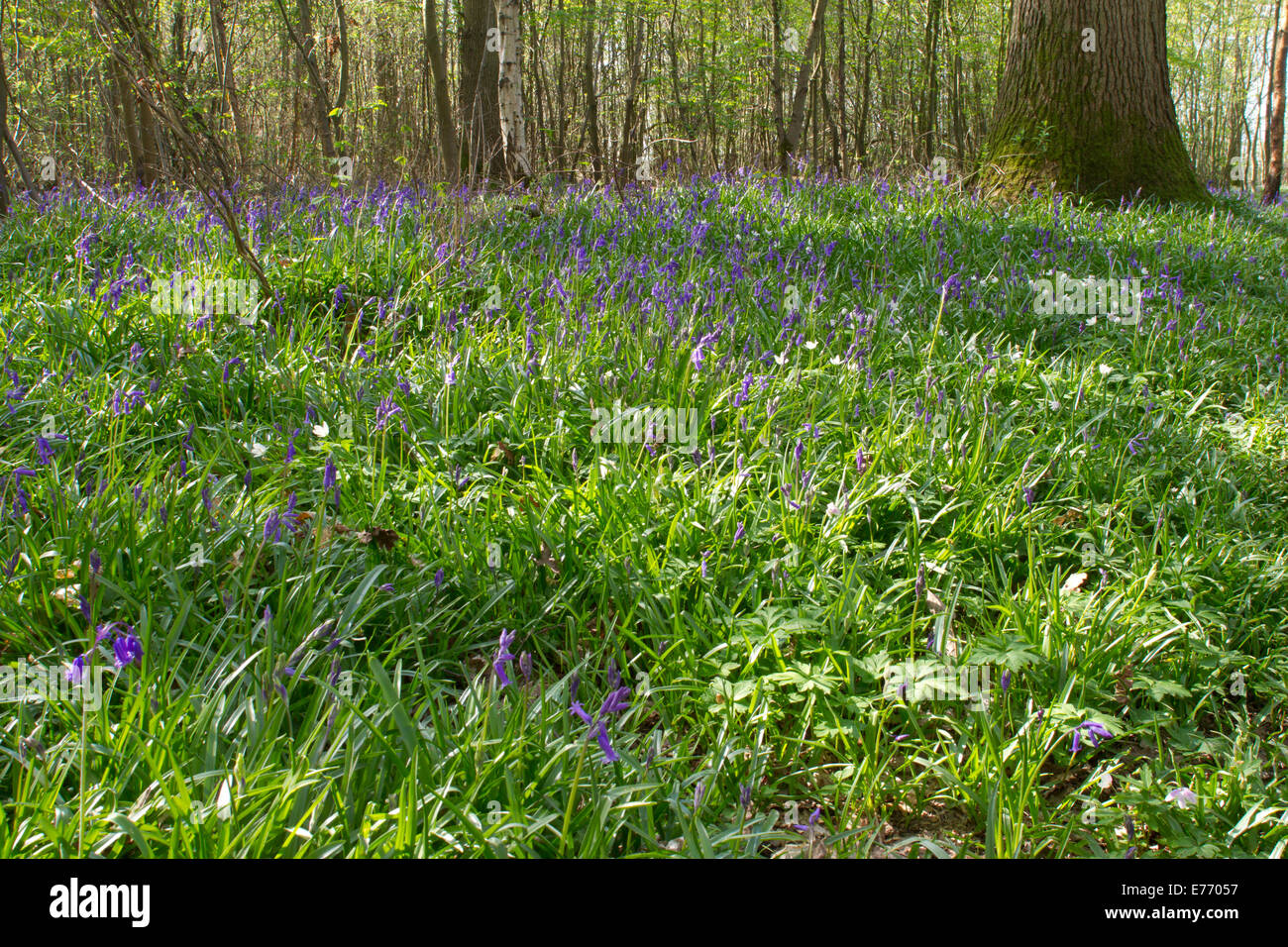 Bluebells (Hyacinthoides non scripta) fioritura. Moat legno, east hoathly, Sussex. Un bosco di fiducia del legno. Aprile. Foto Stock