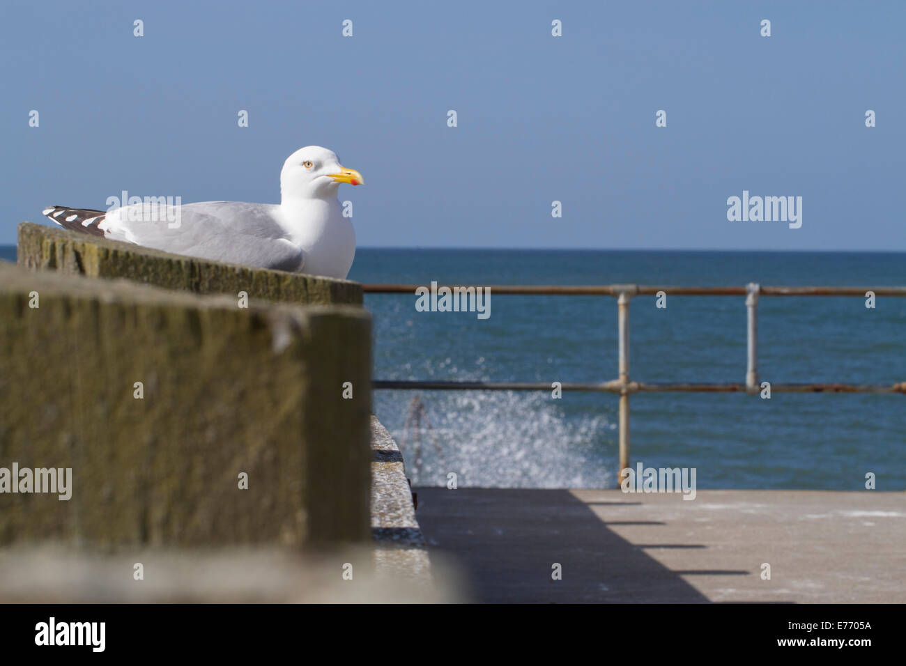 Aringa Gabbiano (Larus argentatus) adulto. Arroccato su un pontile sul mare. Seaford, Sussex. Aprile. Foto Stock