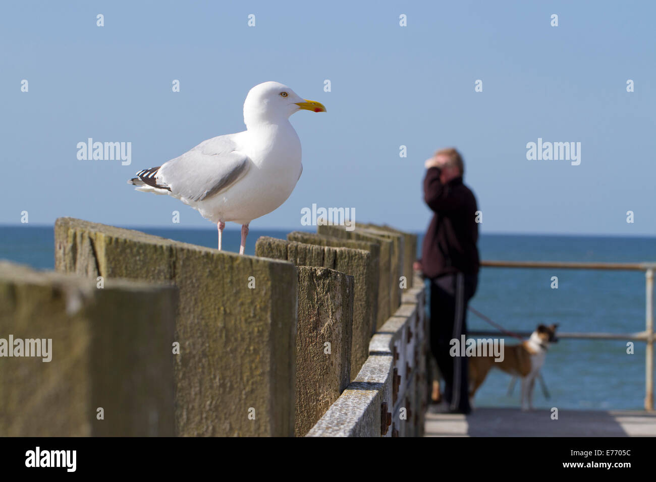 Aringa Gabbiano (Larus argentatus) adulto. In piedi su un molo sul mare, con un cane-walker dietro. Seaford, Sussex. Aprile. Foto Stock