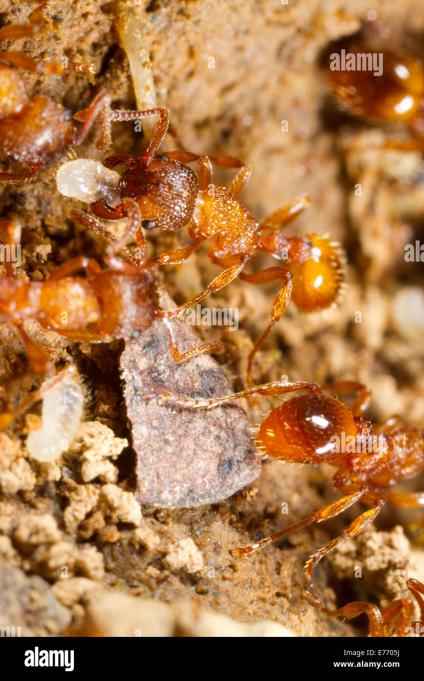 Red ant Myrmica scabrinodis ai lavoratori che si spostano larve in un nido. Powys, Galles. Aprile. Foto Stock
