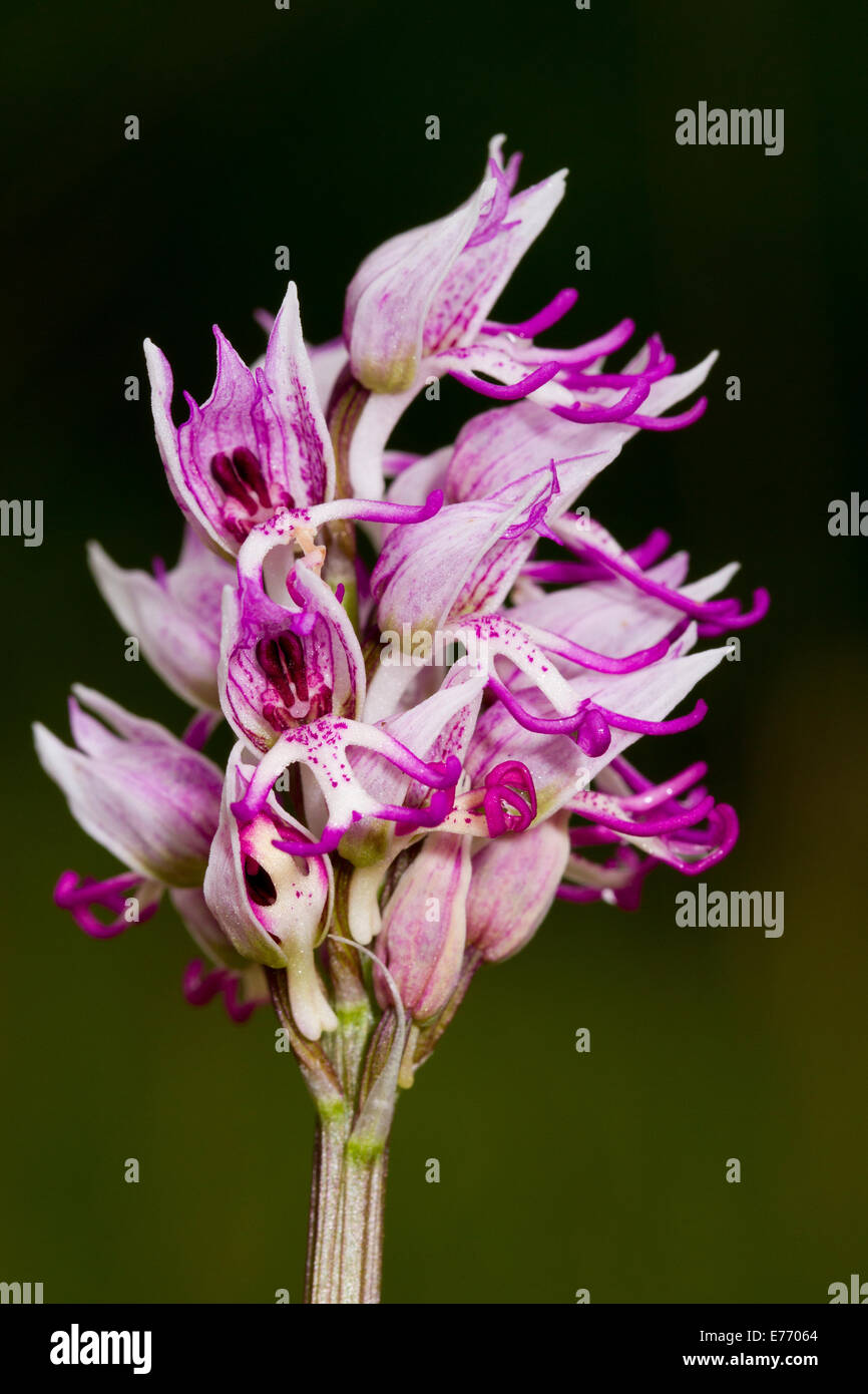 Orchide omiciattolo (Orchis simia) fioritura. Sul Causse de Gramat, lotto regione, Francia. Aprile. Foto Stock