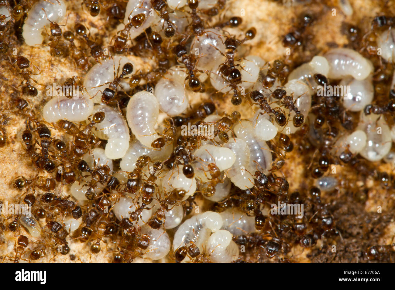 Le formiche di Tetramorium caespitum lavoratori in un nido con larve di grandi dimensioni. Sul Causse de Gramat, lotto regione, Francia. Aprile. Foto Stock