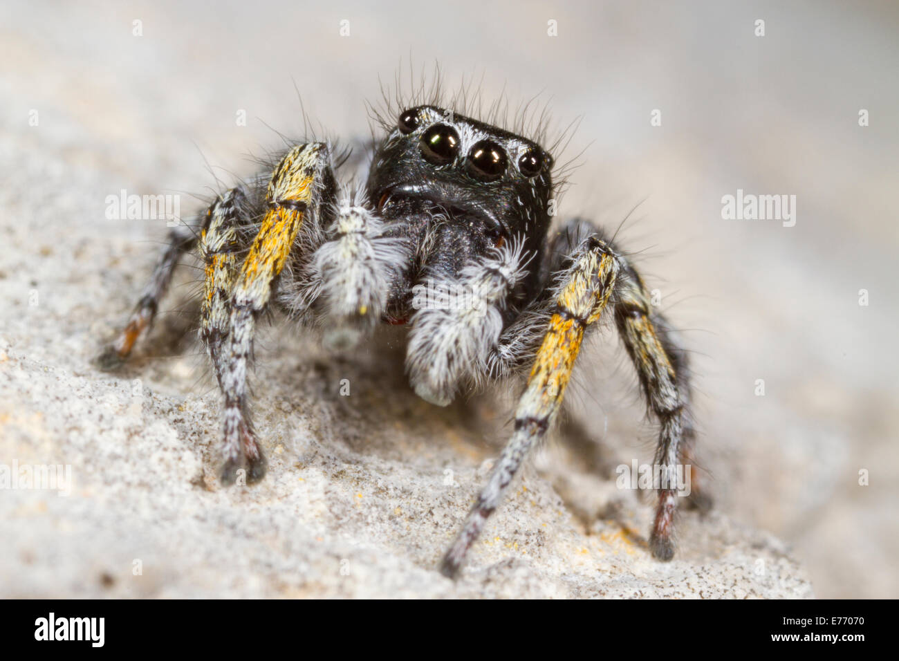 Jumping spider (Philaeus chrysops) ritratto di un adulto di sesso maschile. Ile San Martin, Aude, Francia. Foto Stock