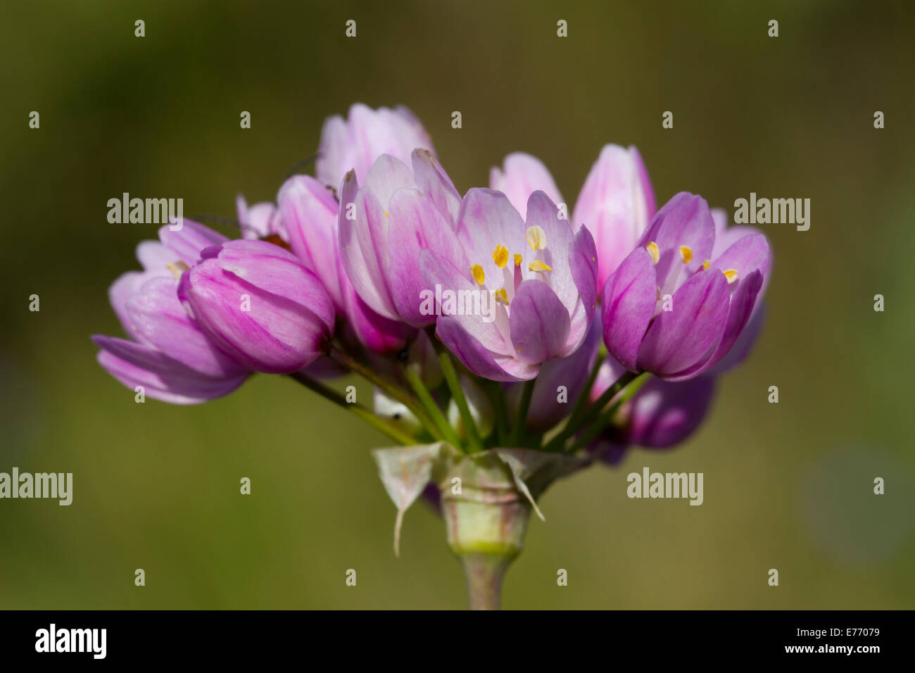 Fiori di colore rosato l'aglio (allium roseum). Montagne de la Clape. Aude, Francia. Maggio. Foto Stock