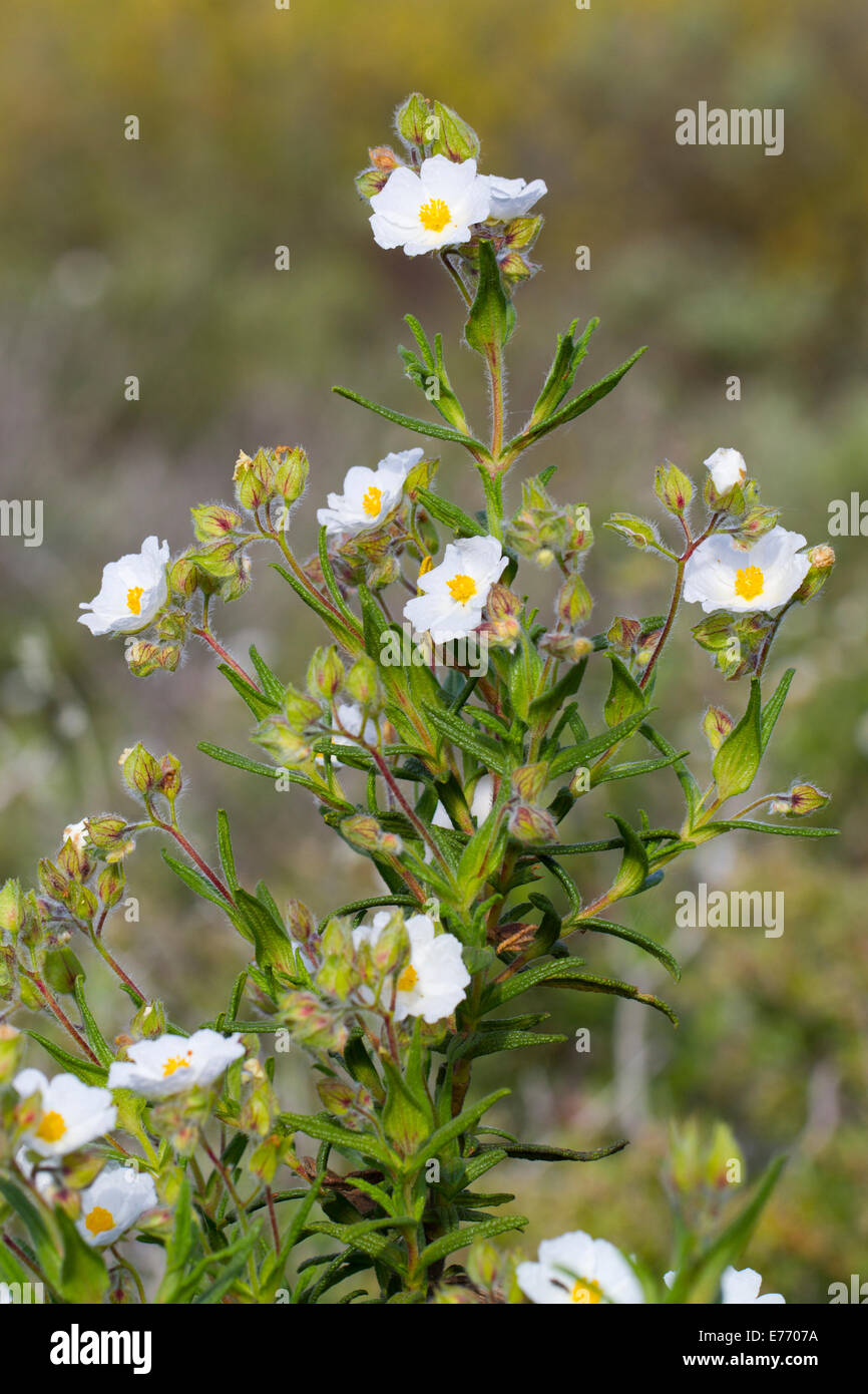 A stretta lasciava cisto (Cistus monspeliensis) fioritura. Montagne de la Clape, Aude, Francia. Maggio. Foto Stock