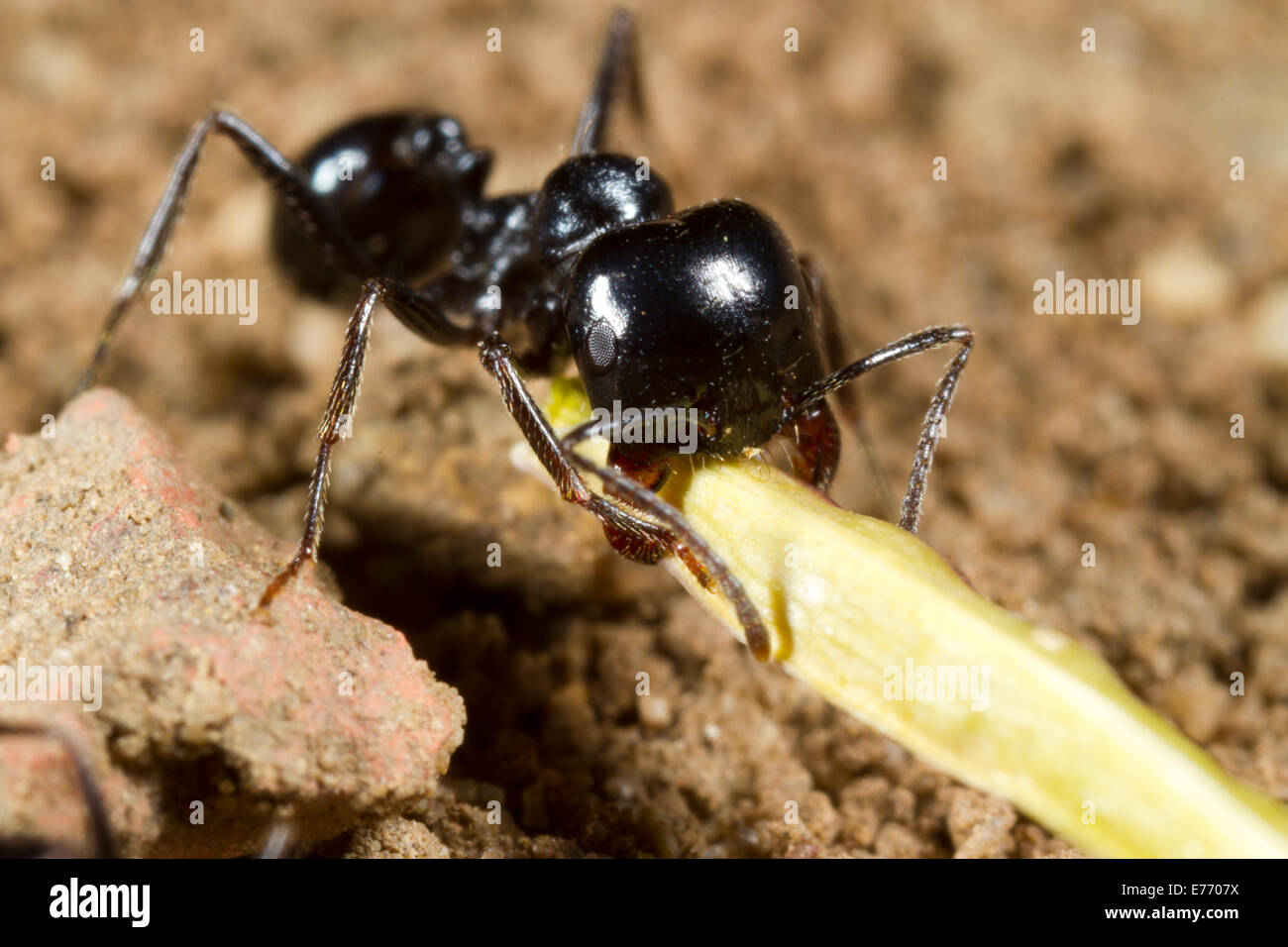 Harvester ant (Messor bouvieri) mediana del lavoratore che trasportano un seme torna a il nido. Montagne de la Clape, Aude, Francia. Maggio. Foto Stock