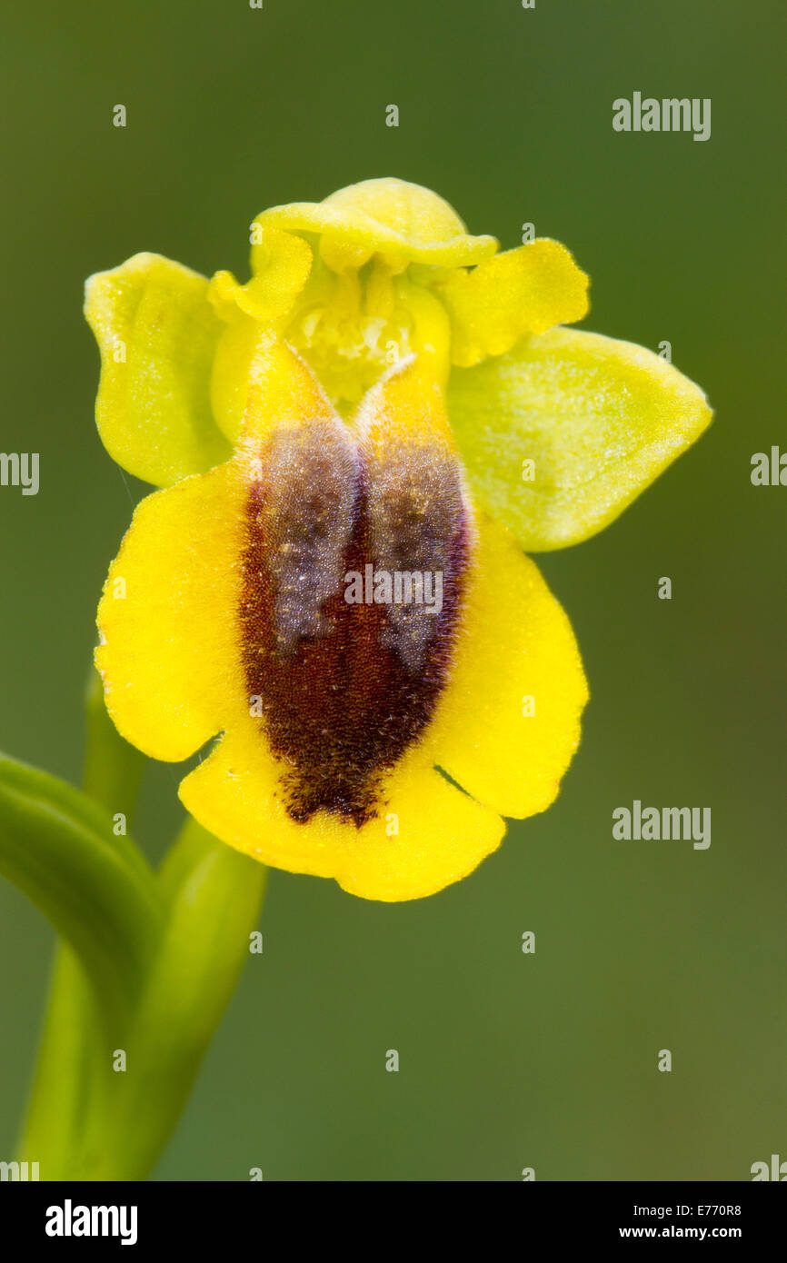 Yellow Bee Orchid (Ophrys lutea) close-up di un unico fiore. Col de Calzan, Pirenei Ariège, Francia. Maggio. Foto Stock