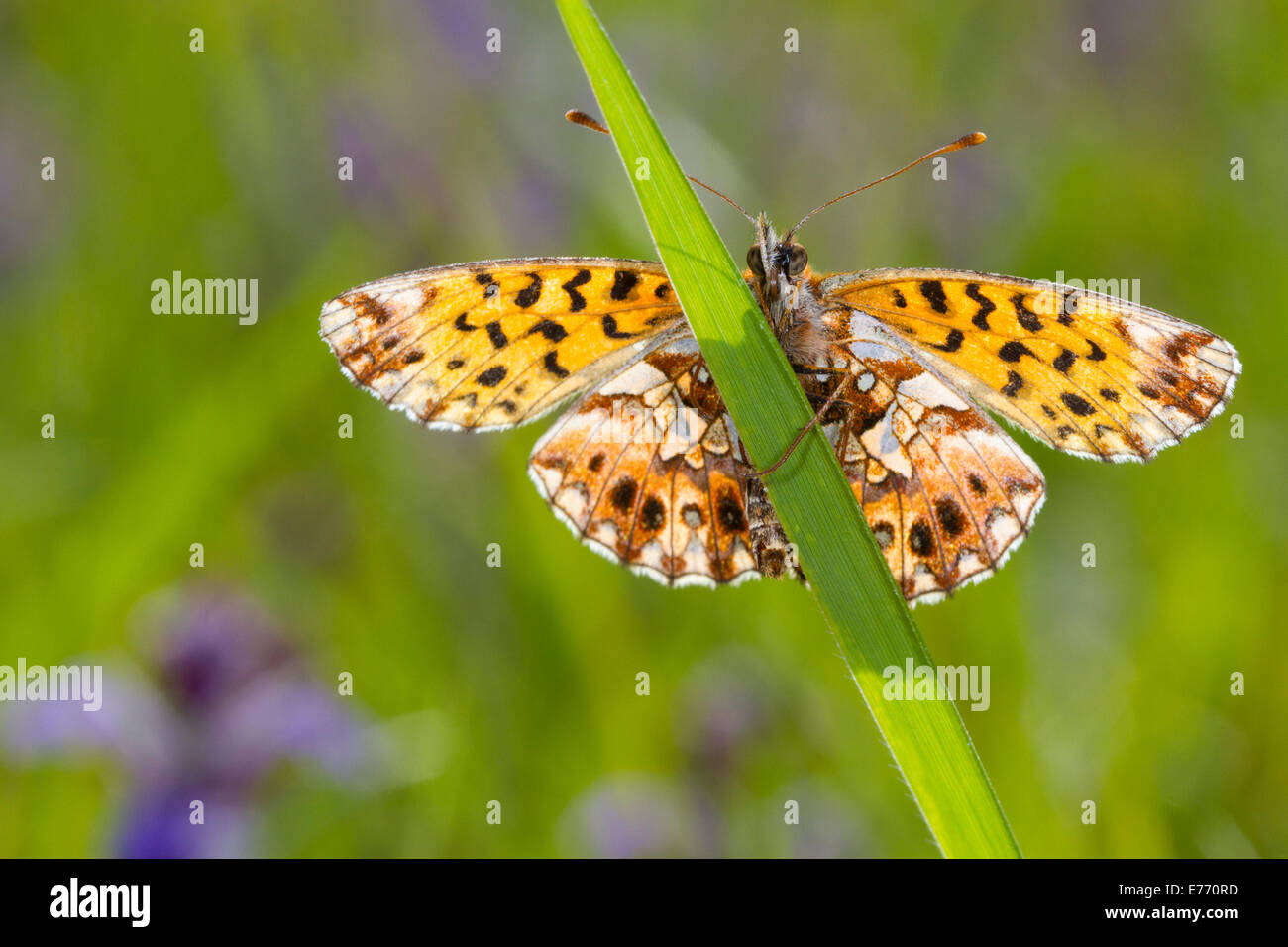 Tessitore Fritillary (Clossiana dia) il lato inferiore di un adulto butterfly appoggiata sull'erba. Col de Calzan, Pirenei Ariège, Francia. Foto Stock