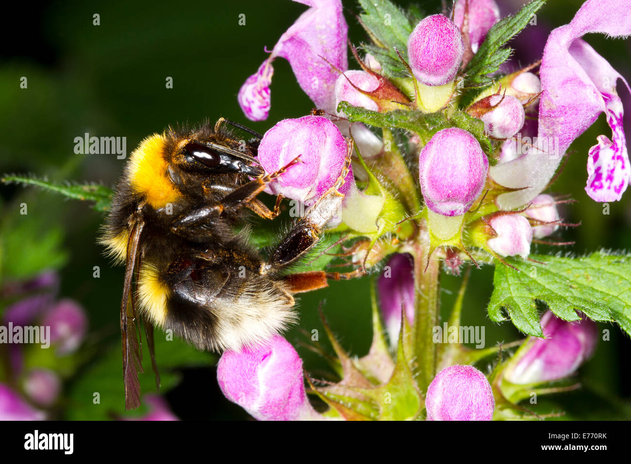 Ampio giardino Bumblebee (Bombus ruderatus) queen in alimentazione a molla sulla canapa di ortica (Galeopsis sp.). Pirenei Ariège, Francia. Maggio. Foto Stock