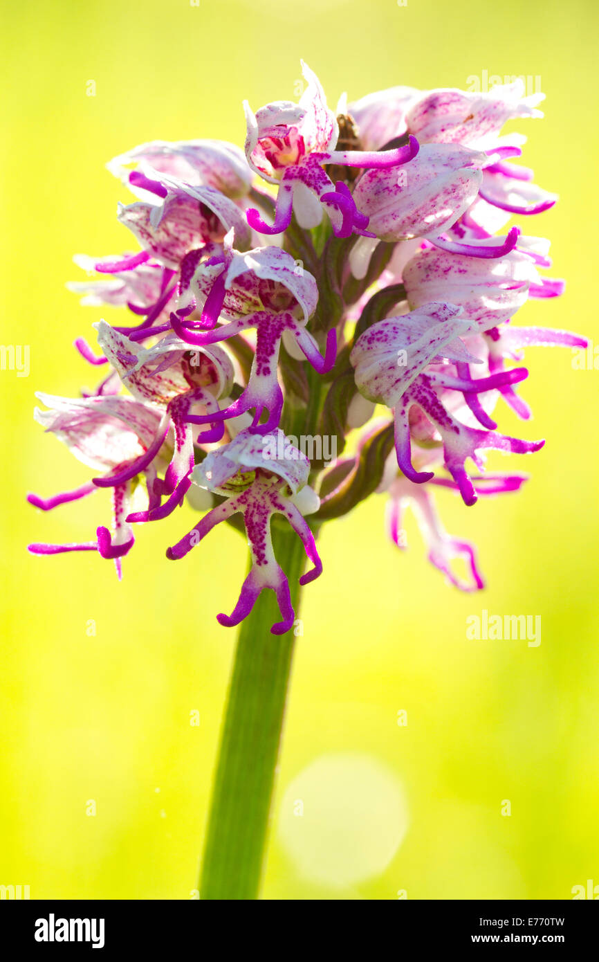 Orchide omiciattolo (Orchis simia) fioritura. Sul Causse de Gramat, lotto regione, Francia. Aprile. Foto Stock
