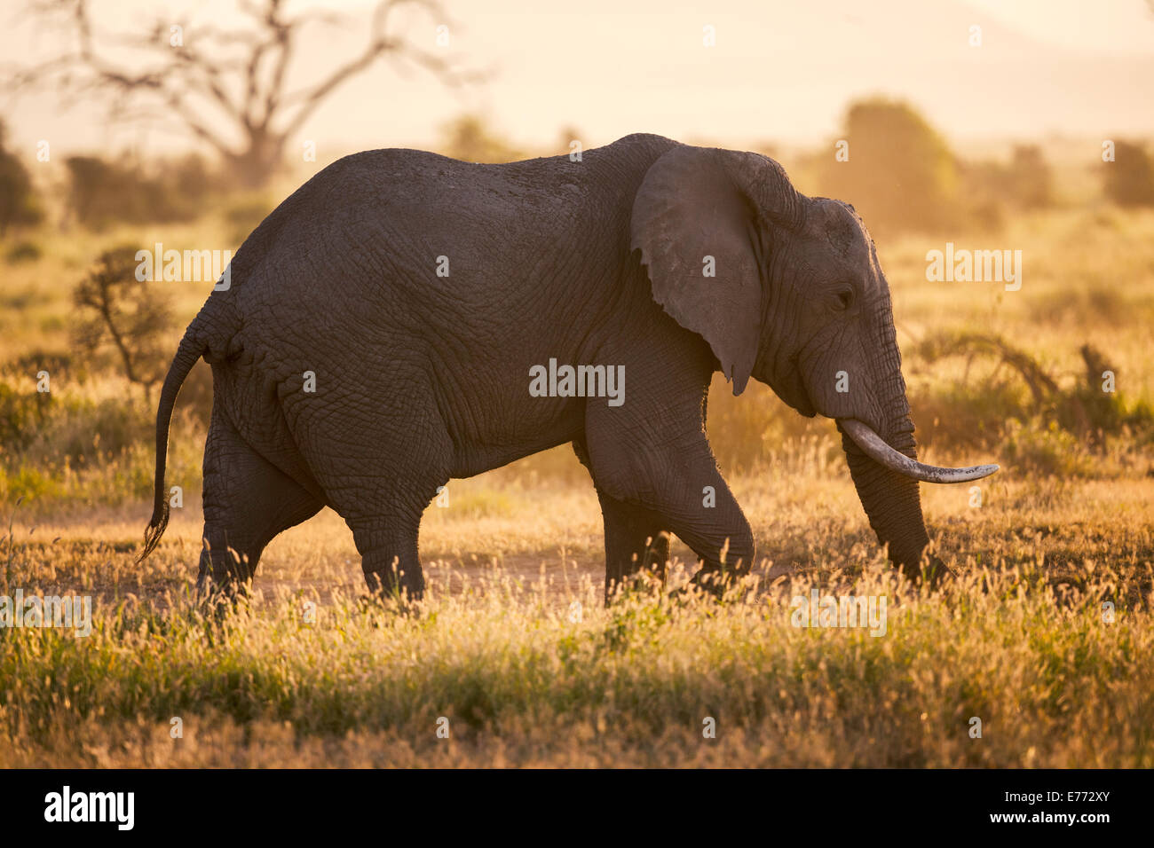 Elefante africano in controluce Amboseli National Park Foto Stock