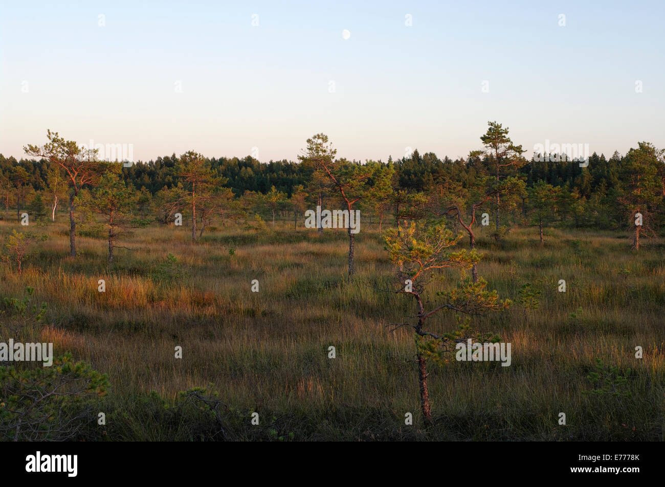 Paesaggio di sera, Riisa Bog, Soomaa National Park, la contea di Pärnu, Estonia, Europa Foto Stock