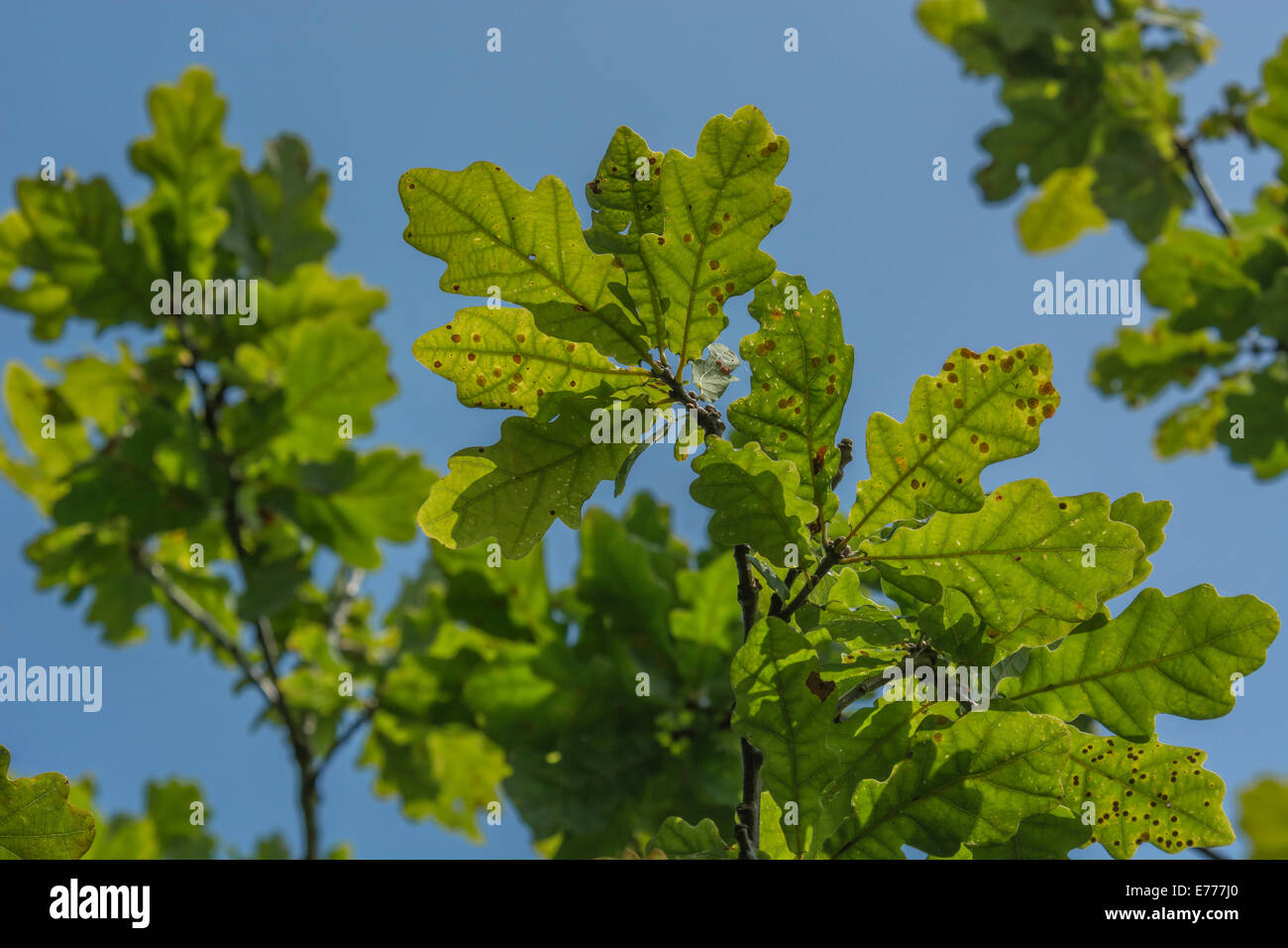Primo piano di quercia / Quercus sp. Foglie contro il cielo blu. Sole attraverso le foglie. Foto Stock