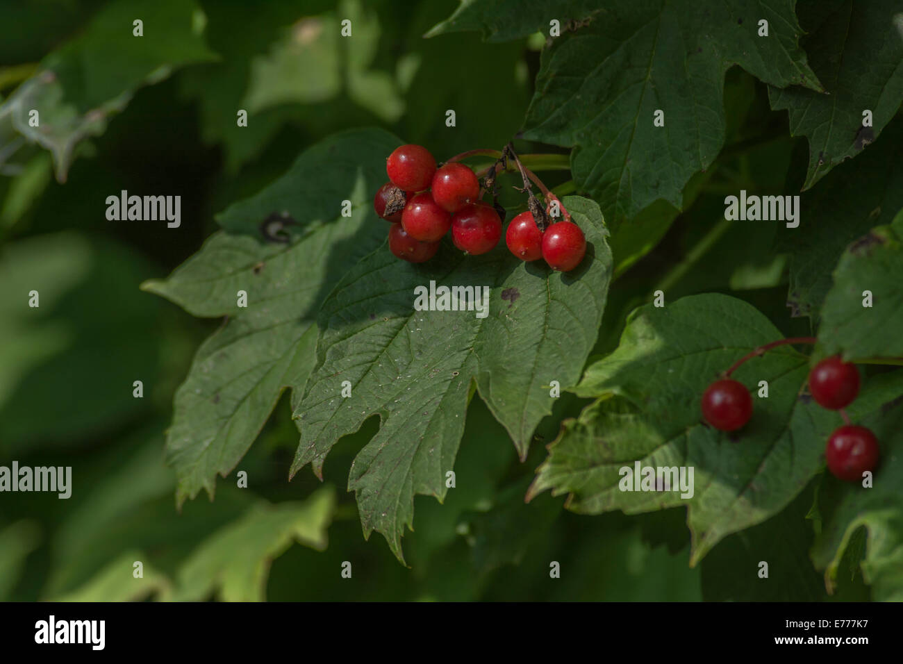 Autunno rosso bacche di un arbusto viburno Rose / Viburnum opulus che può essere mangiato quando cotti o realizzati in marmellata. Foto Stock