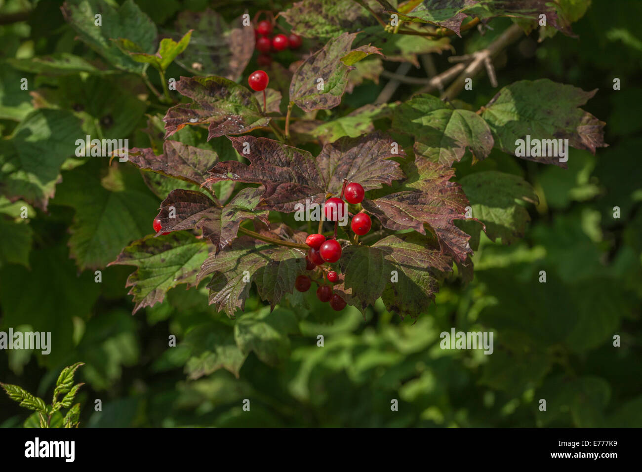 Autunno rosso bacche di un arbusto viburno Rose / Viburnum opulus che può essere mangiato quando cotti o realizzati in marmellata. Foto Stock