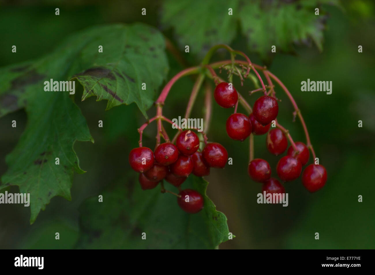 Autunno rosso bacche di un arbusto viburno Rose / Viburnum opulus che può essere mangiato quando cotti o realizzati in marmellata. Foto Stock